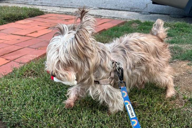 Un Silky Terrier sur un terrain herbeux et qui est tenu en laisse 