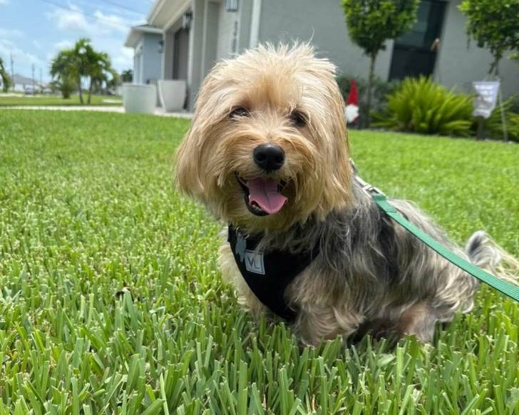 Un Silky Terrier assis sur une surface herbacée et qui est tenu en laisse 