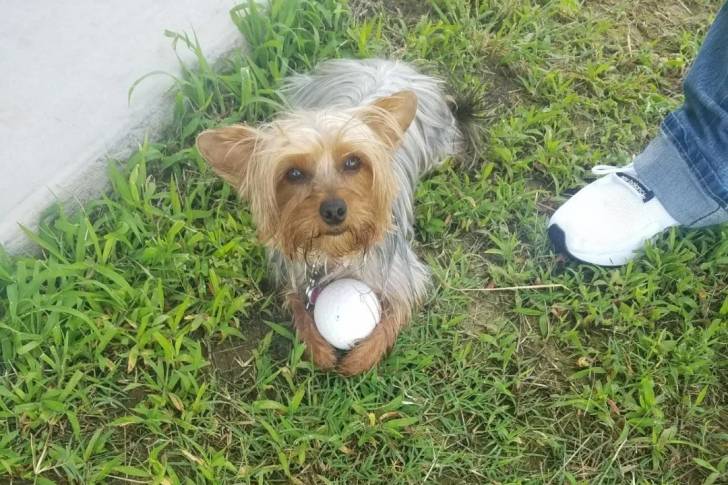 Un Silky Terrier allongé sur une surface enneigée et portant un collier autour du cou