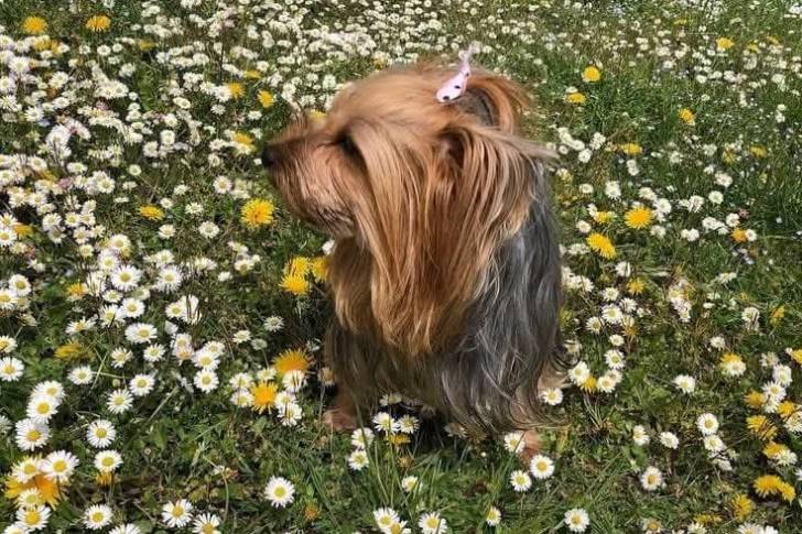 Un Silky Terrier sur une surface herbacée 