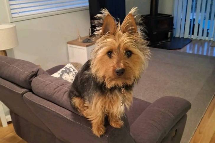 Un Silky Terrier assis sur un canapé et portant un collier autour du cou