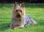 Cera - Silky Terrier