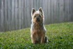 Cera - Silky Terrier