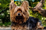 Photo Silky Terrier