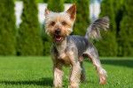 Photo Silky Terrier