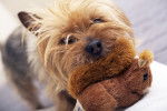 Photo Silky Terrier