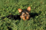 Photo Silky Terrier