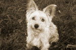 Photo Silky Terrier