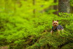 Photo Silky Terrier