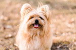 Photo Silky Terrier