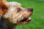 Photo Silky Terrier