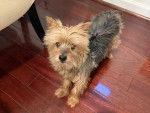 Un Silky Terrier sur un plancher 