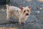 Un Silky Terrier sur une surface bétonnée 