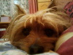 mon swifer - Silky Terrier Femelle (7 ans)