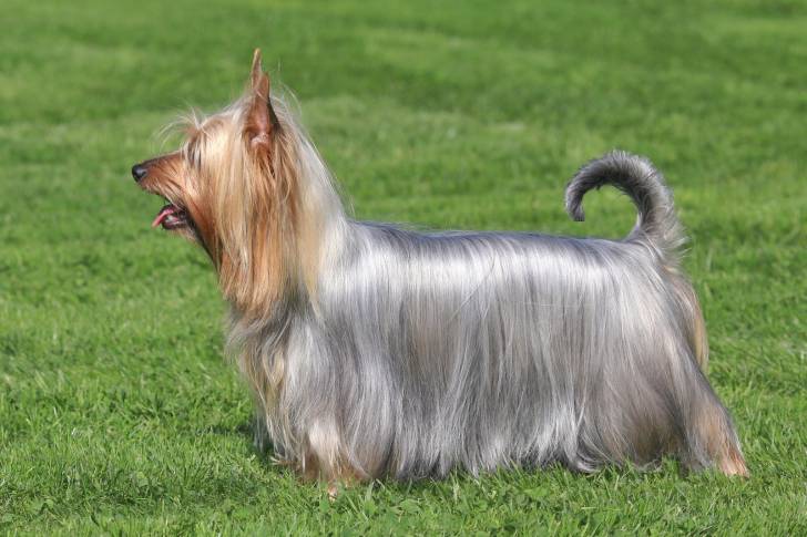 Photo Silky Terrier