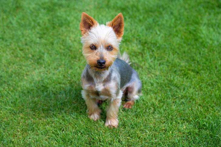 Photo Silky Terrier