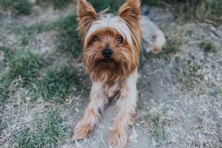 Photo Silky Terrier