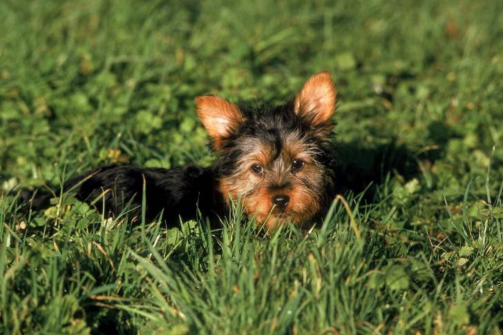 Photo Silky Terrier