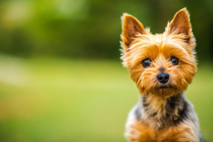 Photo Silky Terrier