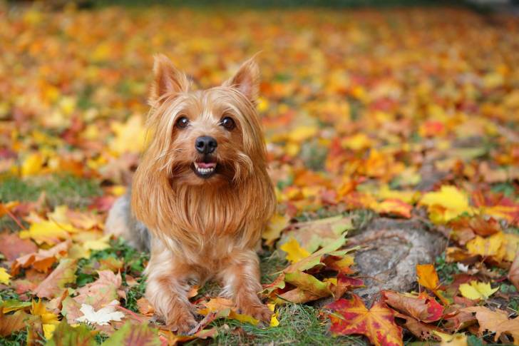 Photo Silky Terrier