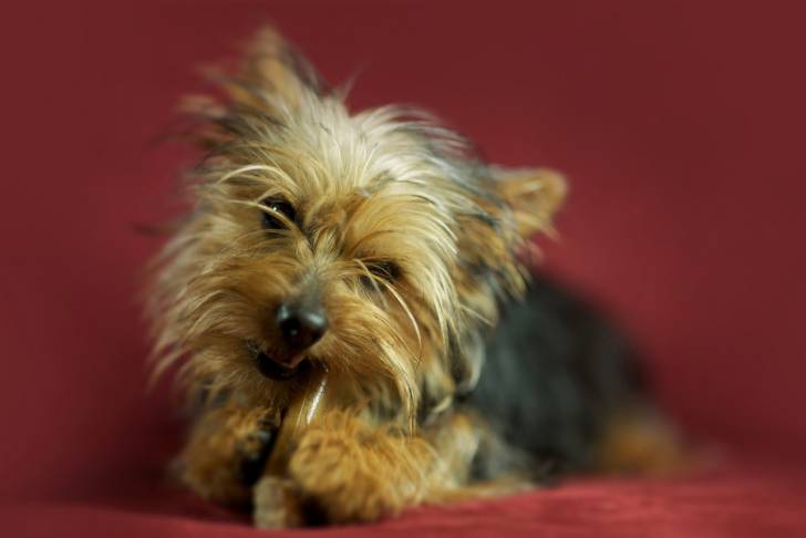 Photo Silky Terrier