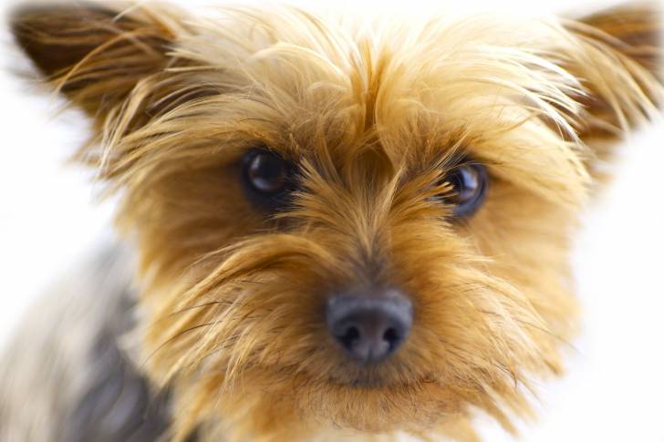 Photo Silky Terrier