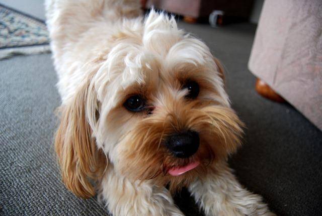 Honey - Silky Terrier Femelle (5 ans)