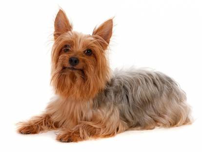 Silky Terrier