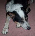 Chewy - Bouvier Australien Courte Queue Mâle (13 ans)