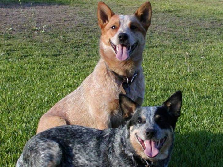 Australian cattle dog - Bouvier Australien Courte Queue