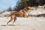 Un Azawakh en train de courir sur la plage