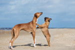 Un Azawakh en train de jouer avec un autre chien