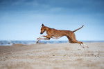 Un Azawakh en train de courir sur la plage