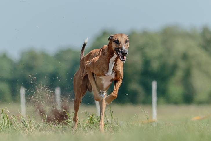 Un Azawakh en train de courir dans un jardin