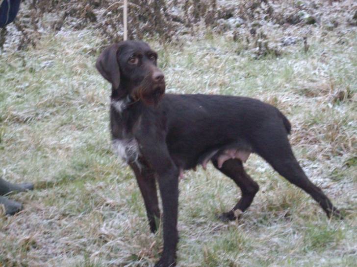 la mère - Barbu Tchèque Femelle (10 ans)