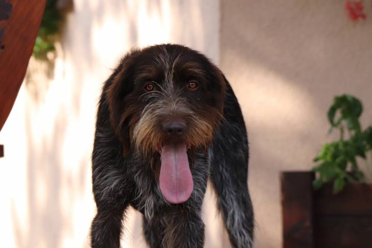 Photo Barbu Tchèque