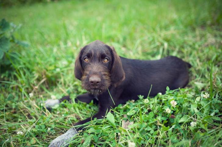 Photo Barbu Tchèque