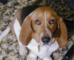 Henrietta - Basset Artésien Normand (4 ans)