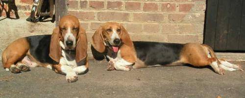Basset Artésien Normand - Basset Artésien Normand