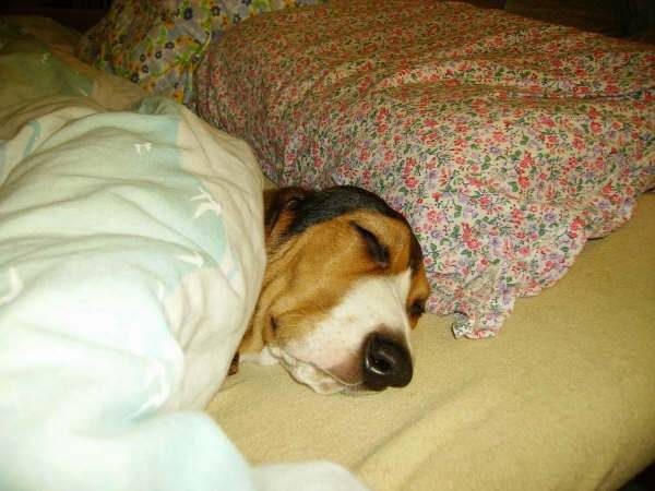 Basset artésien normand - Basset Artésien Normand