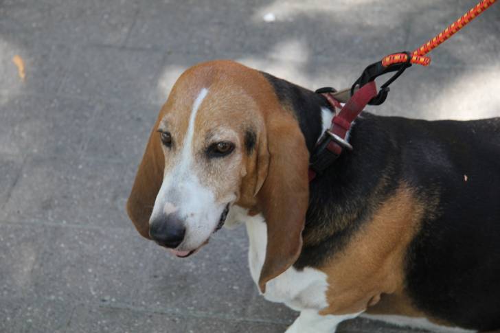 Photo Basset Artésien Normand