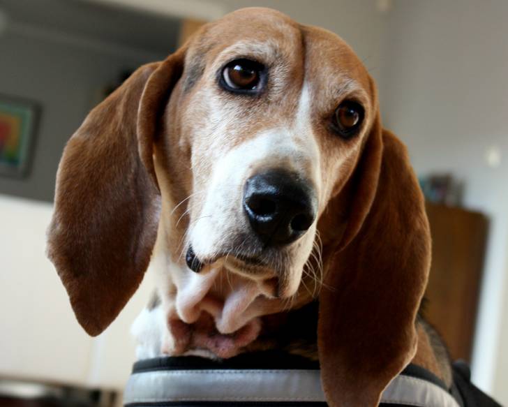 Photo Basset Artésien Normand