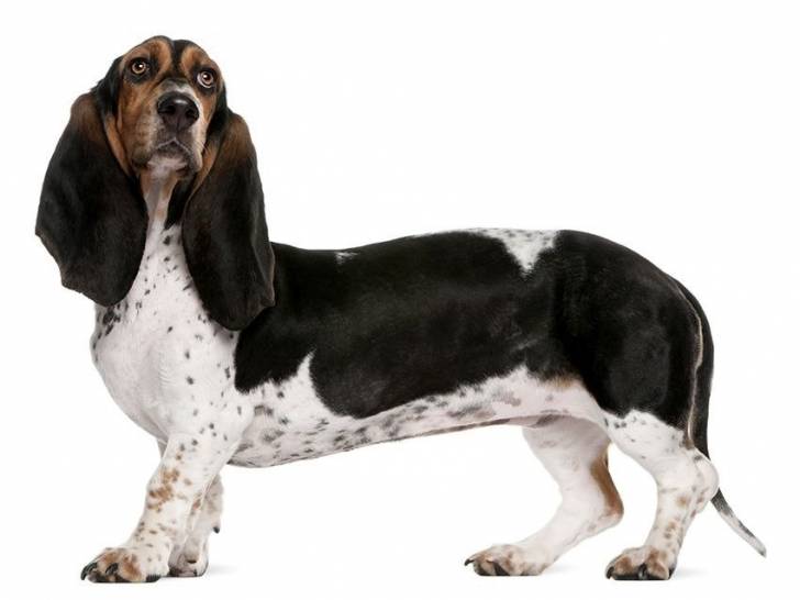 Photo Basset Artésien Normand