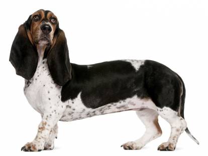 Photo Basset Artésien Normand