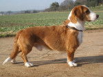 Chien Basset de Westphalie debout