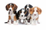 Chiots Basset de Westphalie de différentes couleurs