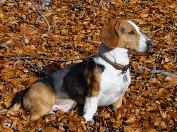 Chien Basset de Westphalie sur un tapis de feuilles mortes