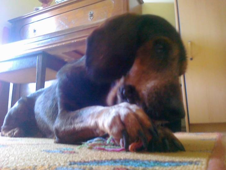 Bubi - Basset des Alpes Mâle (15 ans)