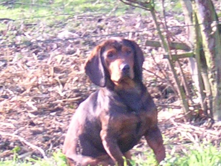 Tim - Basset des Alpes