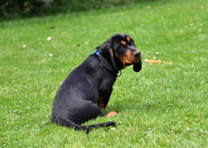 Photo Basset des Alpes